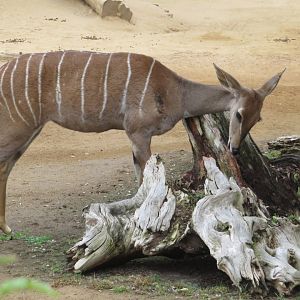Lesser Kudu