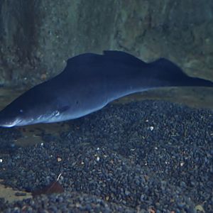 Aba Aba (Gymnarchus niloticus)