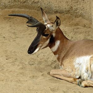 Pronghorn