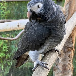 Timneh Grey Parrot
