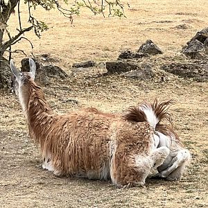 Male guanaco, Phil, flashing his butt!