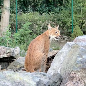 Carparhian lynx, Finn