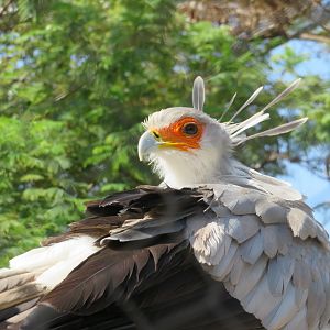 Secretary Bird