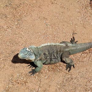 Grand Cayman Iguana
