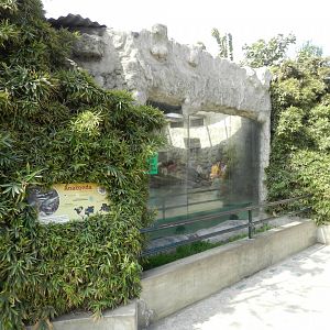 Green anaconda exhibit - Parque Zoológico Huachipa