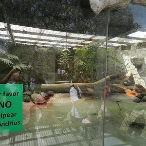 Green anaconda exhibit - Parque Zoológico Huachipa