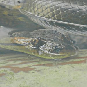 Green anaconda - Parque Zoológico Huachipa