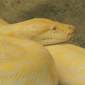 Burmese python - Parque Zoológico Huachipa