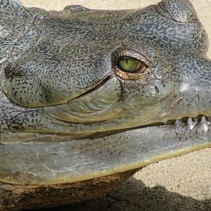 Gharial