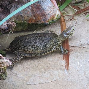 European Pond Turtle