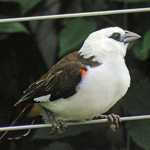 White-headed Buffalo-weaver
