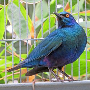 Purple Glossy Starling