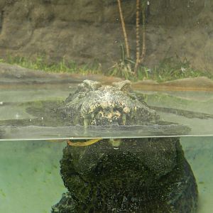 Smooth-fronted caiman - Parque Zoológico Huachipa