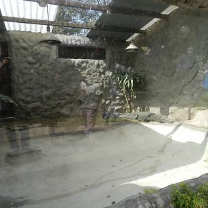 Smooth-fronted caiman exhibit - Parque Zoológico Huachipa