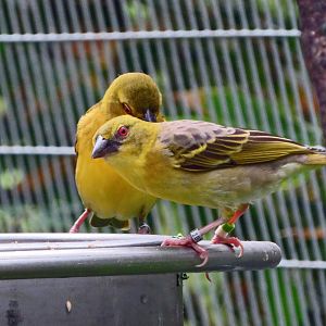 Taveta Golden Weaver