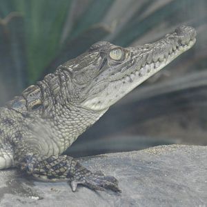 Crocodylus acutus (baby) - Parque Zoológico Huachipa