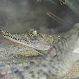 Crocodylus acutus (baby) - Parque Zoológico Huachipa