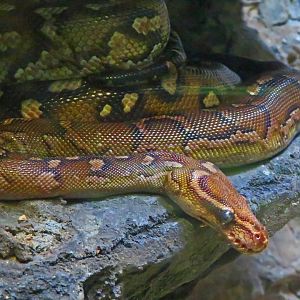 Angolan Python