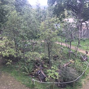 Ring tailed and red bellied lemur enclosure