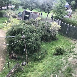 Ring tailed and red bellied lemur enclosure (2)