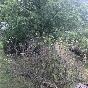 Ring tailed and red bellied lemur enclosure (3)