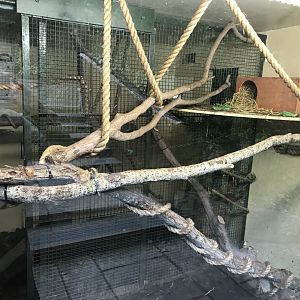 Ground cuscus indoors