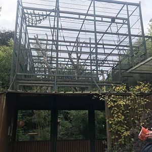 Buff-cheeked gibbon cage