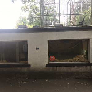 Buff cheeked gibbon house