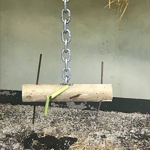 Buff-cheeked gibbon enrichment