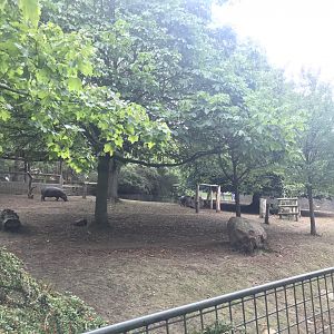 Pygmy hippo enclosure