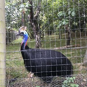 Southern cassowary