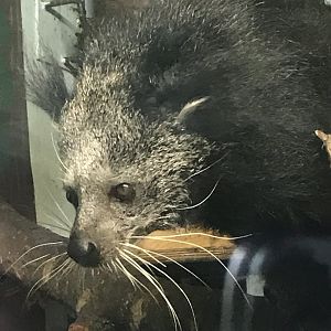 Binturong