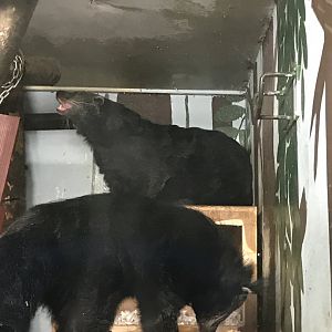 Binturongs at feeding time