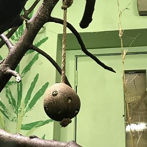 Night monkey enrichment