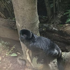 Goeldi’s monkey