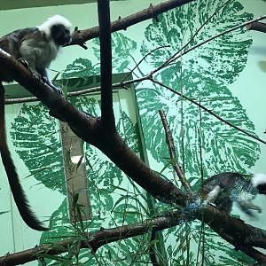 Cotton-topped tamarins