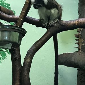 Cotton-topped tamarin