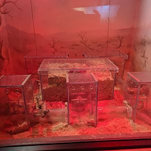 New!! Naked Mole Rat enclosure at the Greensboro Science Center