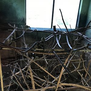 Living links west squirrel monkey indoors