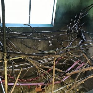 Living links west- brown capuchin indoors