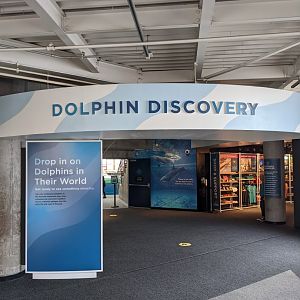 Dolphin Discovery