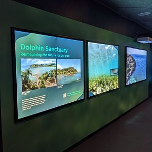 Dolphin Discovery