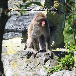 Japanese macaque (Macaca fuscata), 2022-06-28