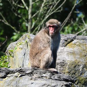 Japanese macaque (Macaca fuscata), 2022-06-28