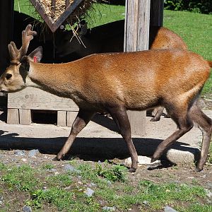 Indian hog deer (Axis porcinus porcinus), 2022-06-28