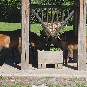 Feeding Indian hog deer (Axis porcinus porcinus), 2022-06-28