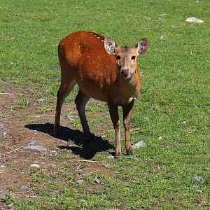 Indian hog deer (Axis porcinus porcinus), 2022-06-28