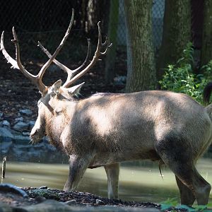 Père David's deer (Elaphurus davidianus), Adult stag, 2022-06-28