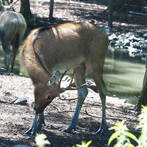 Père David's deer (Elaphurus davidianus), Juvenile stag, 2022-06-28
