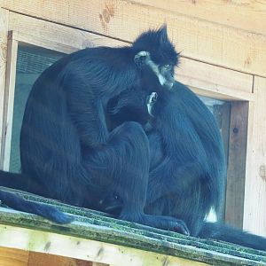 François' leaf monkeys (Trachypithecus francoisi), 2022-06-28